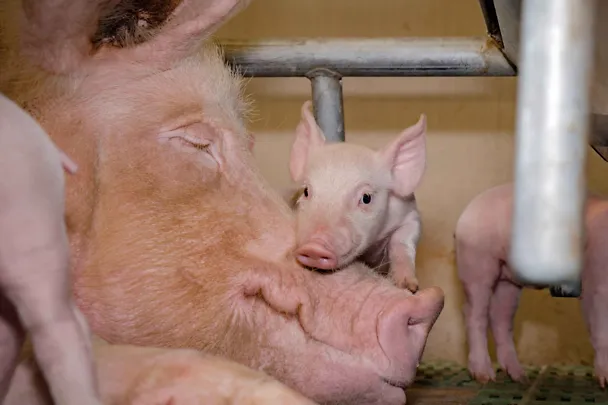Sau mit Ferkel Sau mit Ferkel