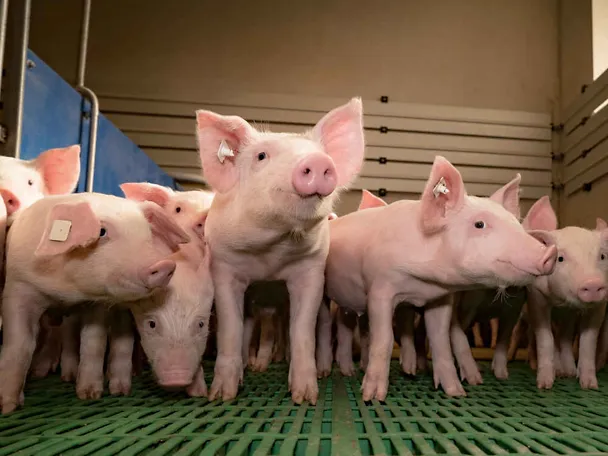 Ferkel im Stall Ferkel im Stall