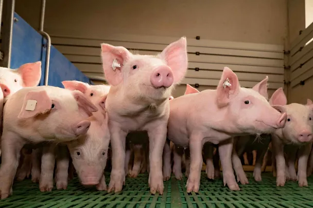 Ferkel im Stall Ferkel im Stall