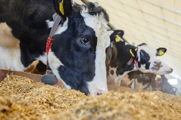 Holstein-Kühe am Futtertisch Holstein-Kühe am Futtertisch