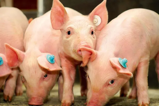 Gruppe Ferkel im Stall Gruppe Ferkel im Stall