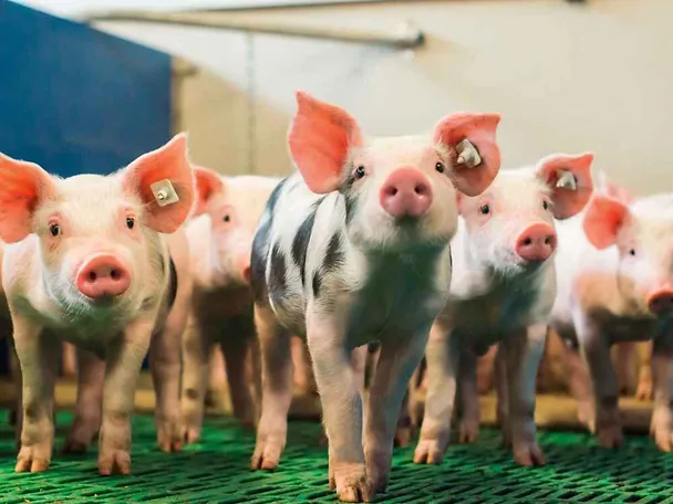 SCHAUMA PRO TAB sorgt für Fitness bei Absatzferkeln SCHAUMA PRO TAB sorgt für Fitness bei Absatzferkeln