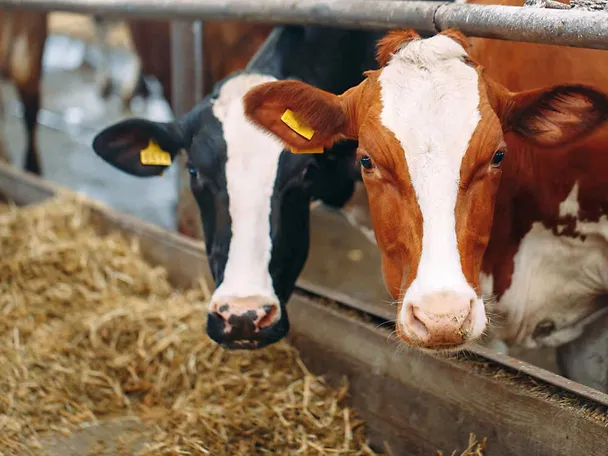 Kühe am Futtertisch Kühe am Futtertisch