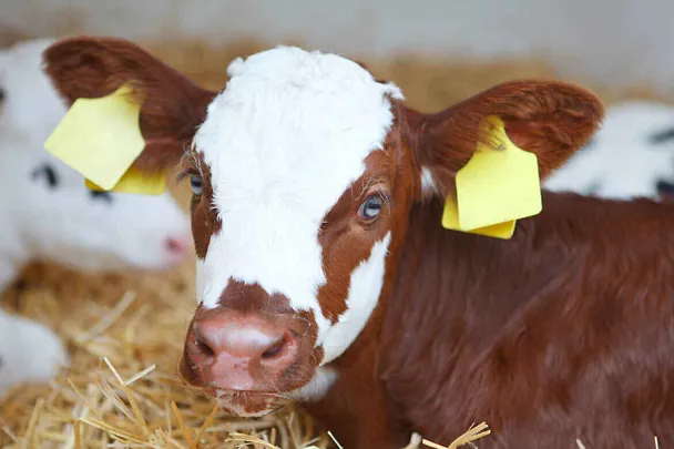 Ein braun-weißes Kalb liegt im Stroh Ein braun-weißes Kalb liegt im Stroh