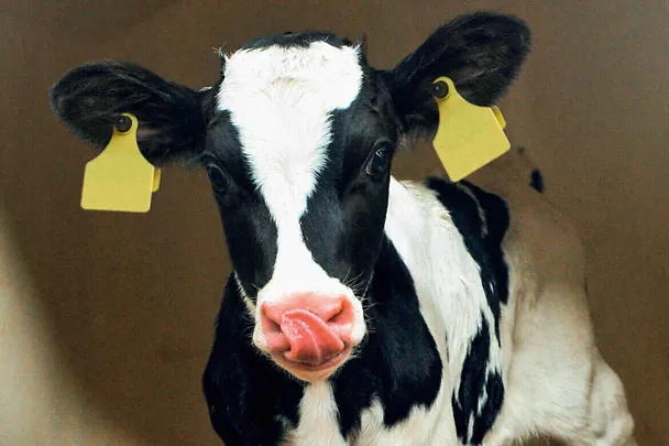 Ein Kalb leckt sich das Maul mit der Zunge ab Ein Kalb leckt sich das Maul mit der Zunge ab