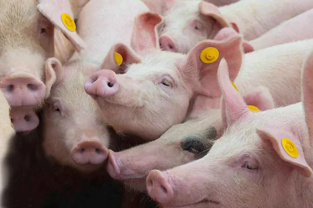Eine Gruppe von Ferkeln steht zusammen Eine Gruppe von Ferkeln steht zusammen