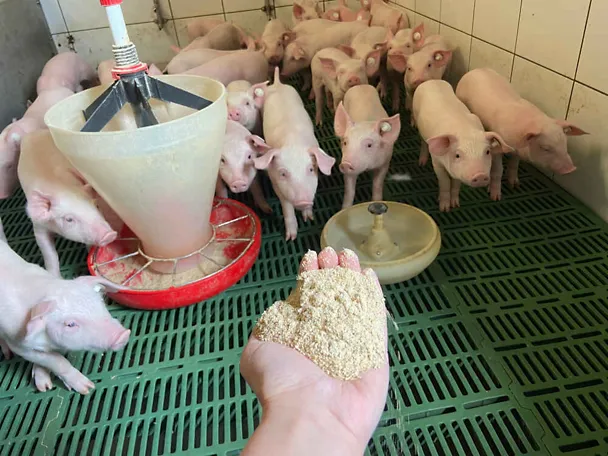 Eine Hand reicht Futter an Ferkel Eine Hand reicht Futter an Ferkel