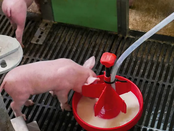 Ferkel an der BI-LACTAL-BAR Ferkel an der BI-LACTAL-BAR