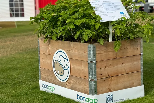 Hochbeet Kartoffel Hochbeet Kartoffel