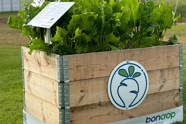 Hochbeet Zuckerrübe Hochbeet Zuckerrübe