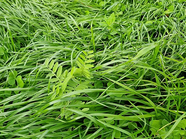 Gräsermischung GREENSTAR TRIATHLON Gräsermischung GREENSTAR TRIATHLON