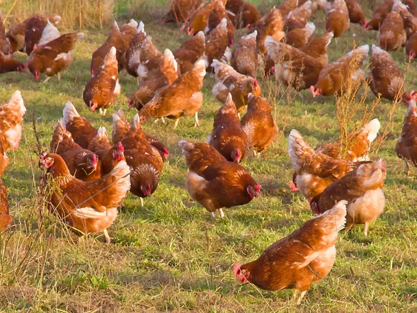Legehennen in Freilandhaltung picken Gras Legehennen in Freilandhaltung picken Gras