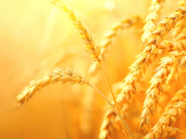 Weizenähren im Sonnenlicht Weizenähren im Sonnenlicht