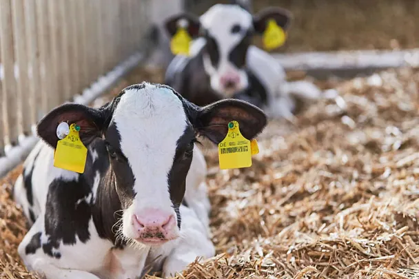Kälber im Stroh Kälber im Stroh
