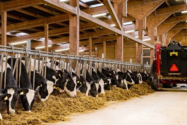 Lehmiä navetassa Lehmiä navetassa