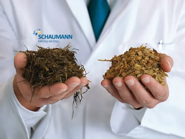 Zwei Hände halten Silagen Zwei Hände halten Silagen