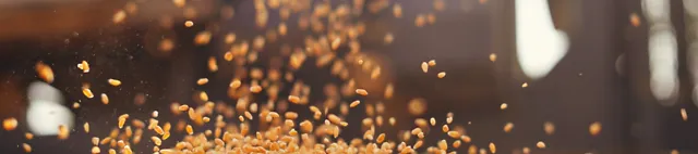 Getreidekörner (Weizen) fallen von oben auf einen Haufen Getreidekörner (Weizen) fallen von oben auf einen Haufen