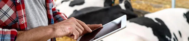 Mann mit Tablet im Kuhstall betrachtet News & Media Mann mit Tablet im Kuhstall betrachtet News & Media