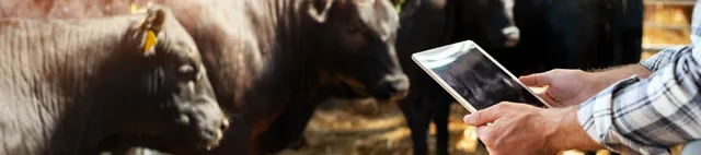 Eine Person nutzt Cow-how beef von SCHAUMANN am Tablet im Bullenstall Eine Person nutzt Cow-how beef von SCHAUMANN am Tablet im Bullenstall
