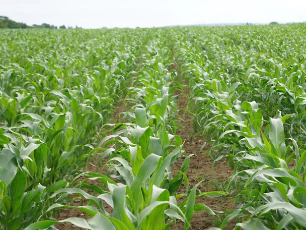 Maisfeld Maisfeld