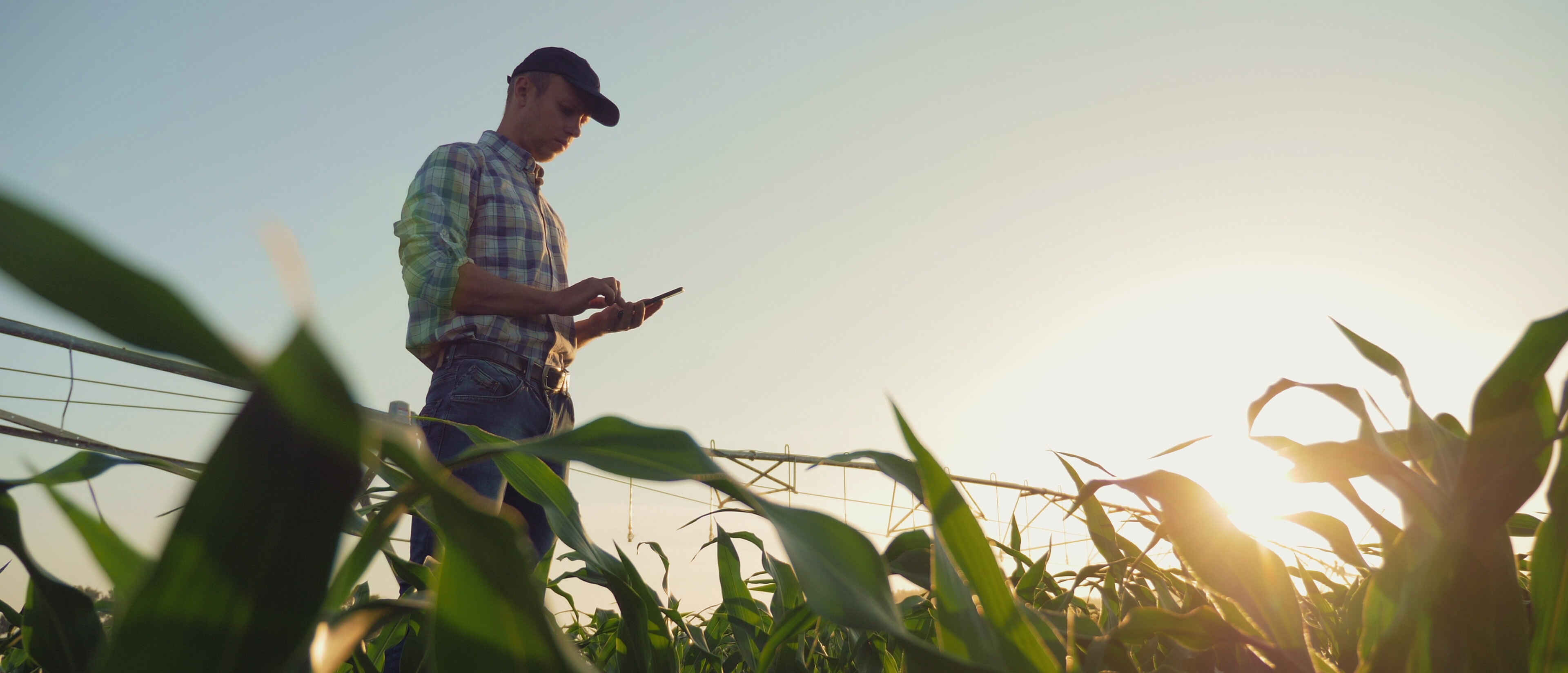 Landwirt mit einem Mobiltelefon auf einem Maisfeld